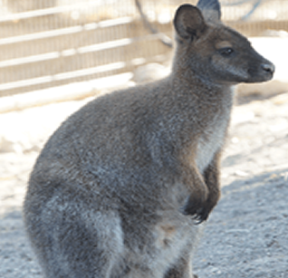 Red-necked wallaby