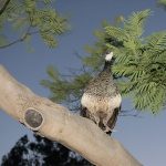 טווס בגן גורו