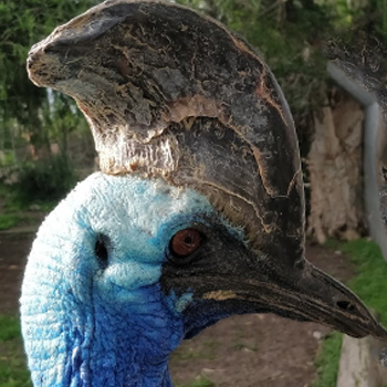 קזואר דרומי