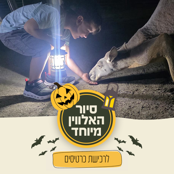 סיור שקיעה מיוחד